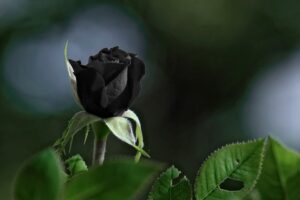 significado de las Rosas Negras floristería murcia